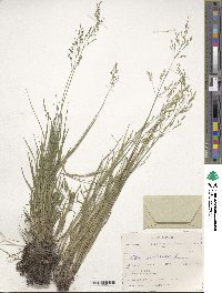 Poa palustris image