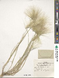 Hordeum jubatum image