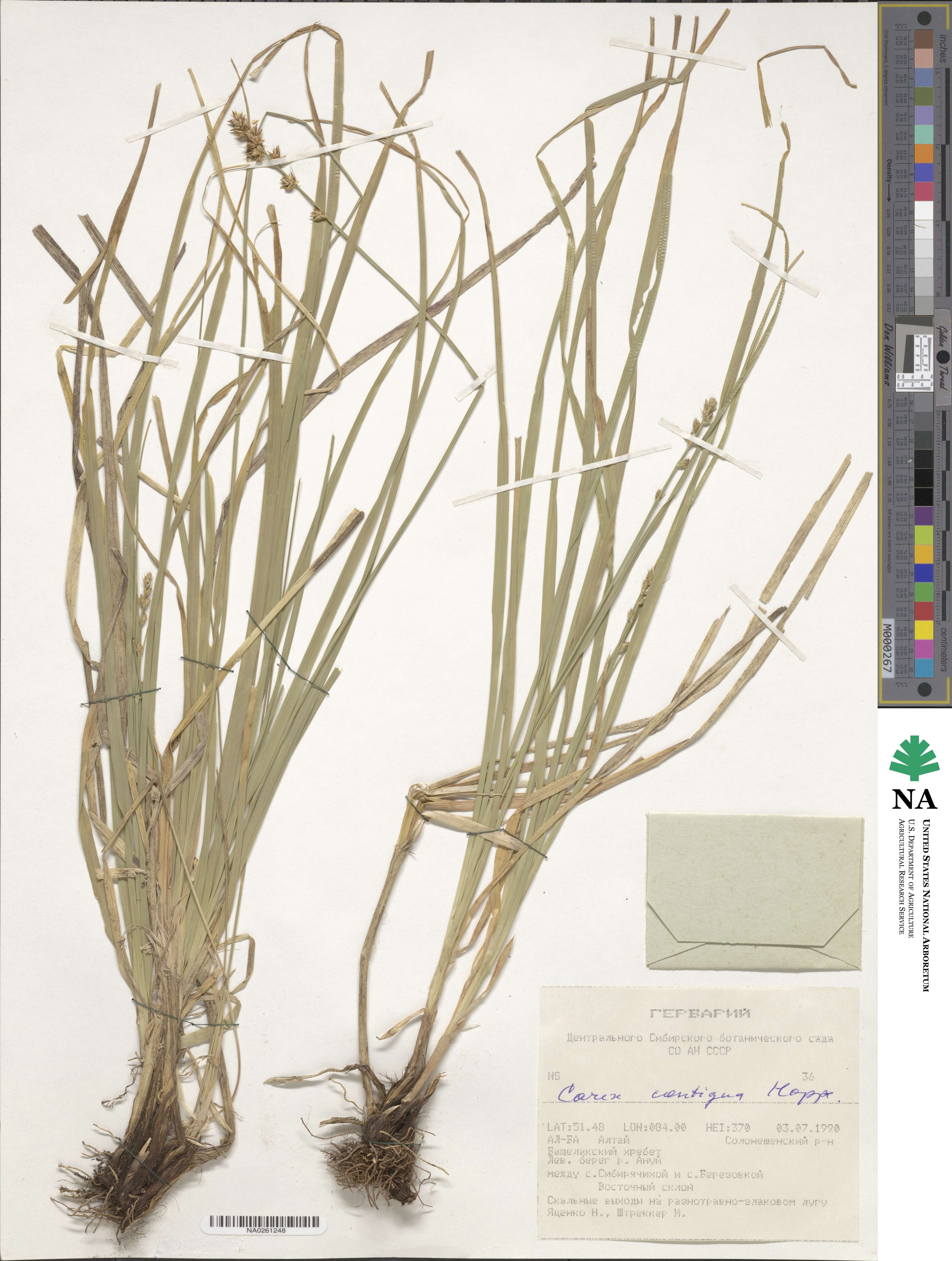 Carex spicata image