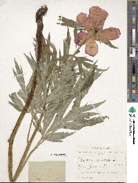 Paeonia anomala image