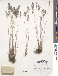 Poa bulbosa image