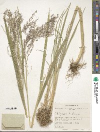 Glyceria triflora image