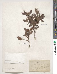 Vaccinium scoparium image