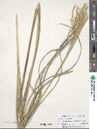 Miscanthus sinensis image