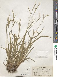 Paspalum setaceum var. setaceum image