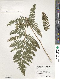 Dryopteris erythrosora image