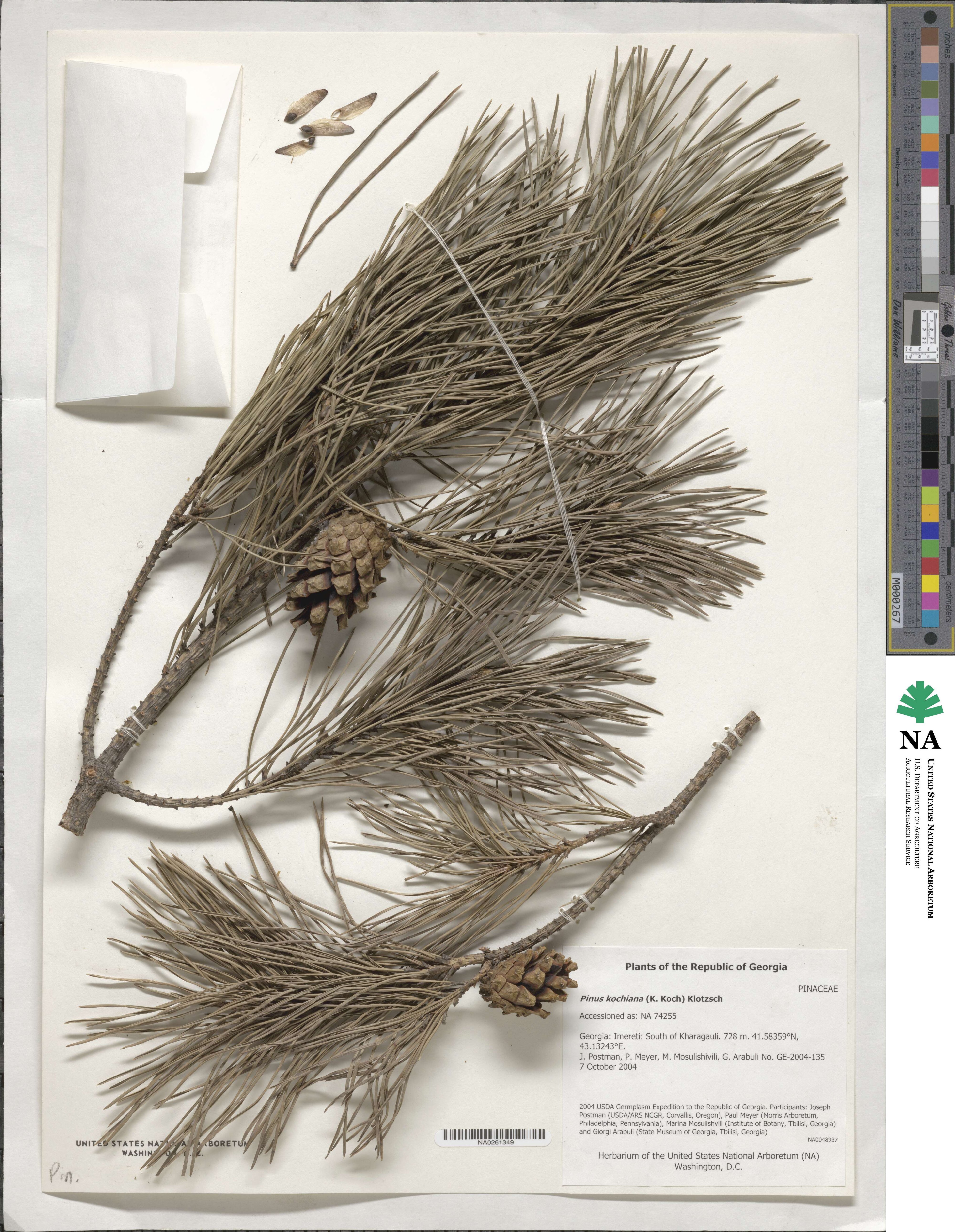 Pinus sylvestris var. hamata image