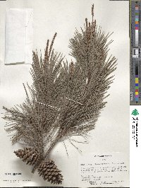 Pinus clausa image