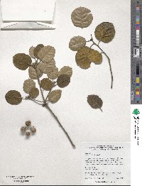 Quercus alnifolia image