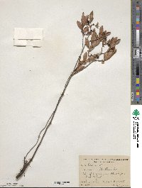 Vaccinium tenellum image