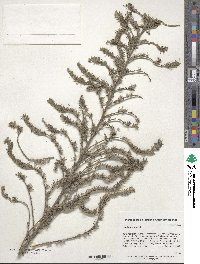 Echium vulgare image