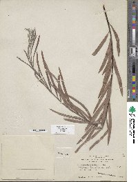 Salix exigua image