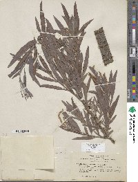 Salix exigua image