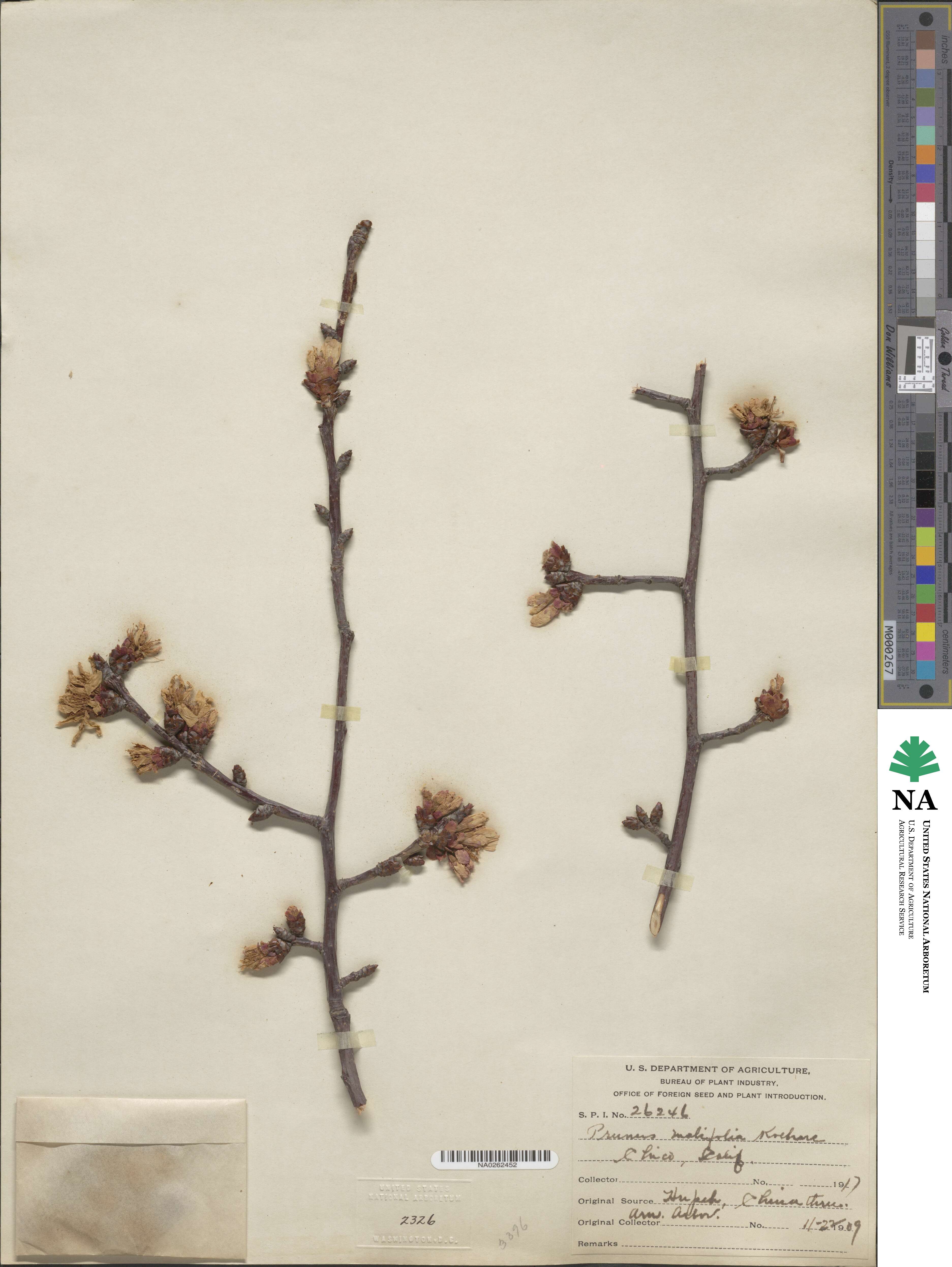 Prunus cyclamina image