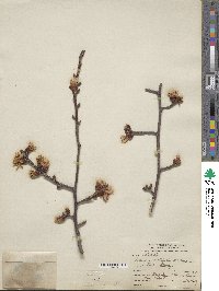 Prunus cyclamina image