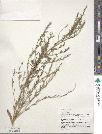 Genista tinctoria image