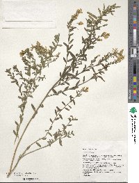 Genista tinctoria image