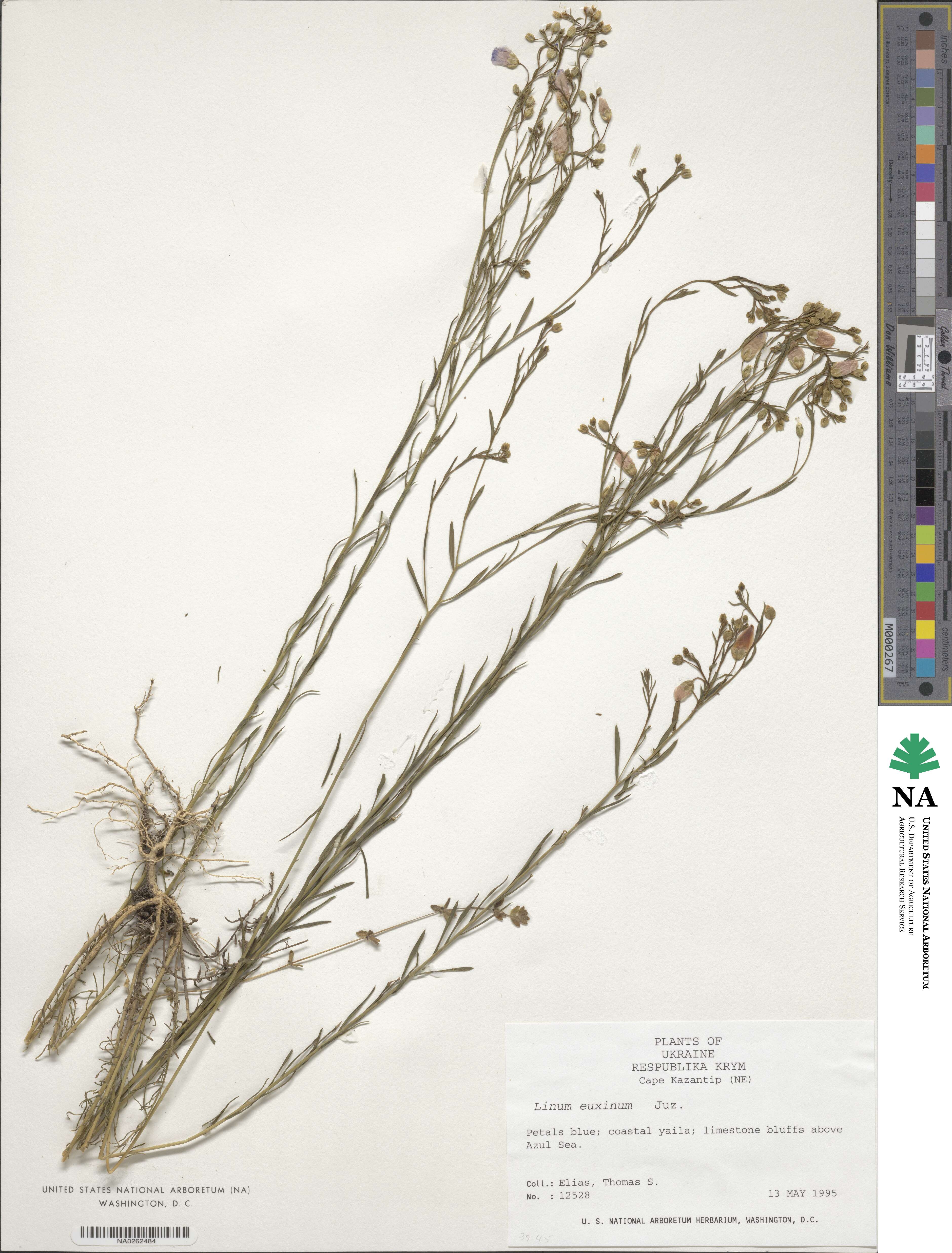 Linum austriacum subsp. squamulosum image