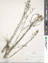 Linum austriacum subsp. squamulosum image