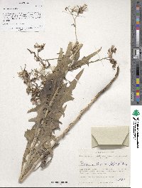 Lactuca tatarica image