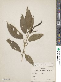 Acalypha stricta image