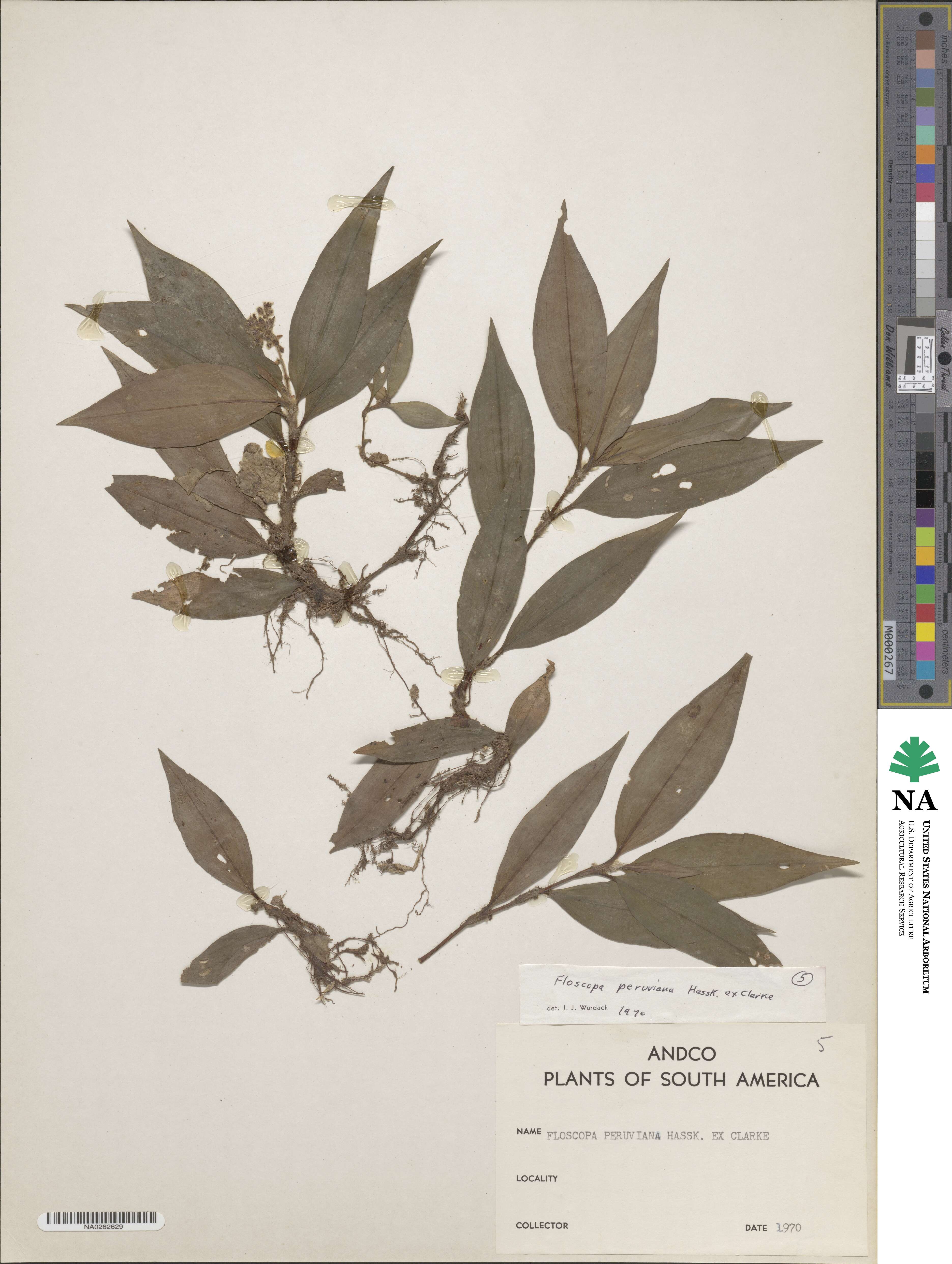 Floscopa peruviana image