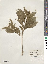 Brunfelsia bonodora image