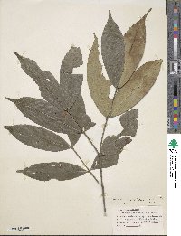 Cheiloclinium cognatum image