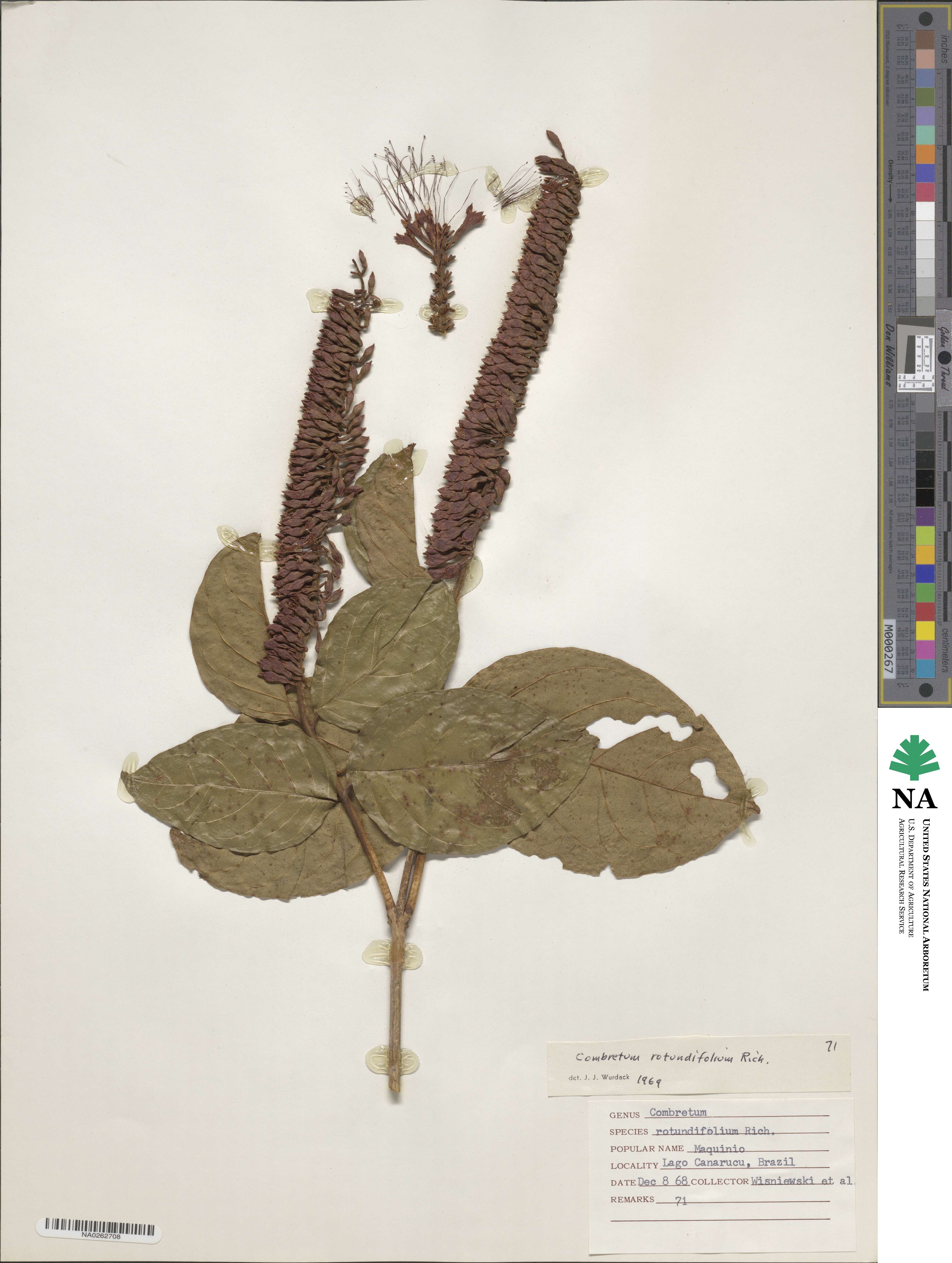 Combretum rotundifolium image