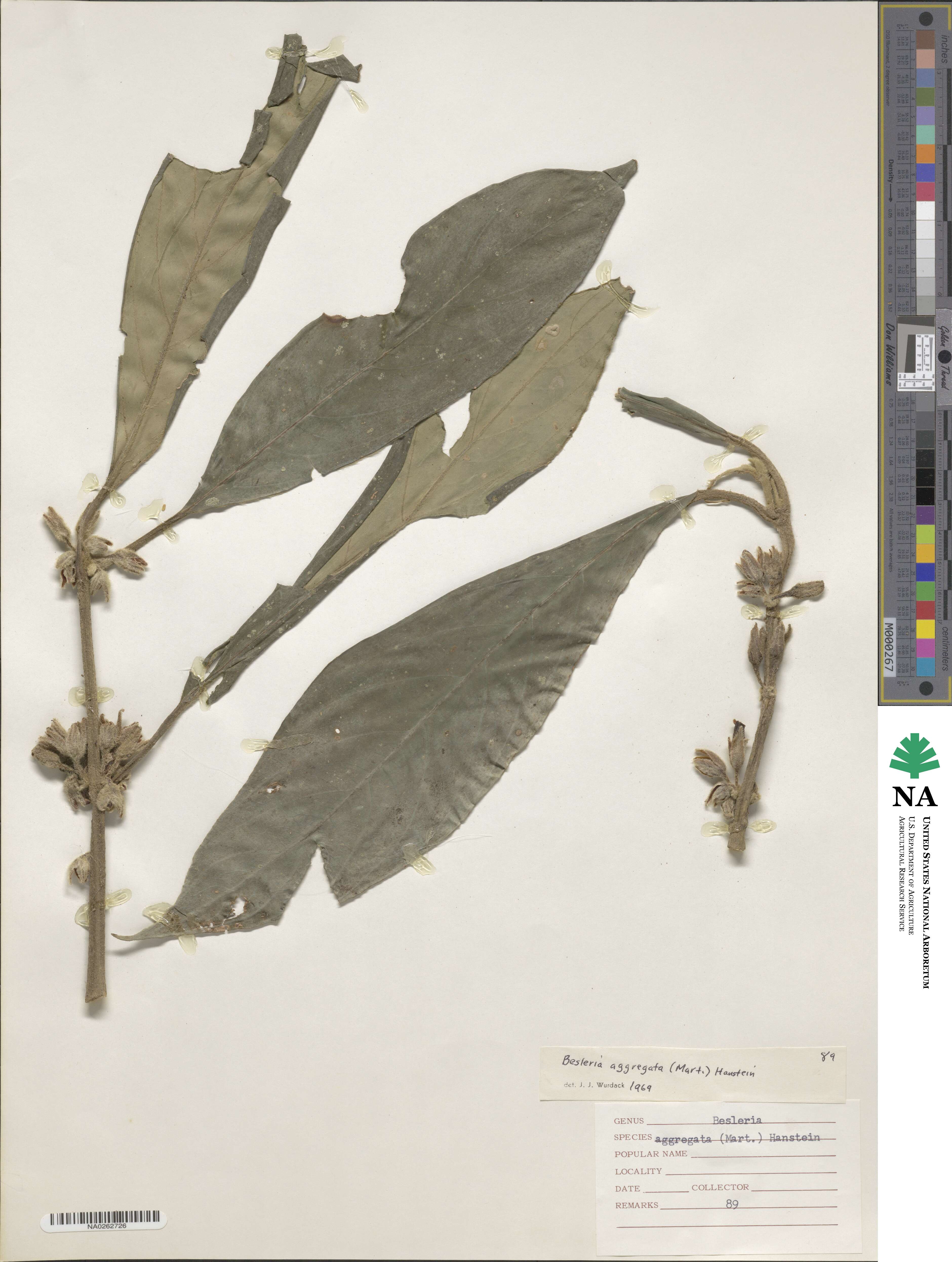 Besleria aggregata image