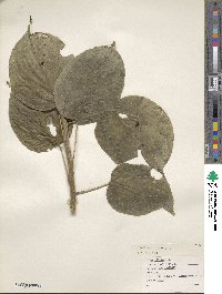 Image of Plukenetia volubilis