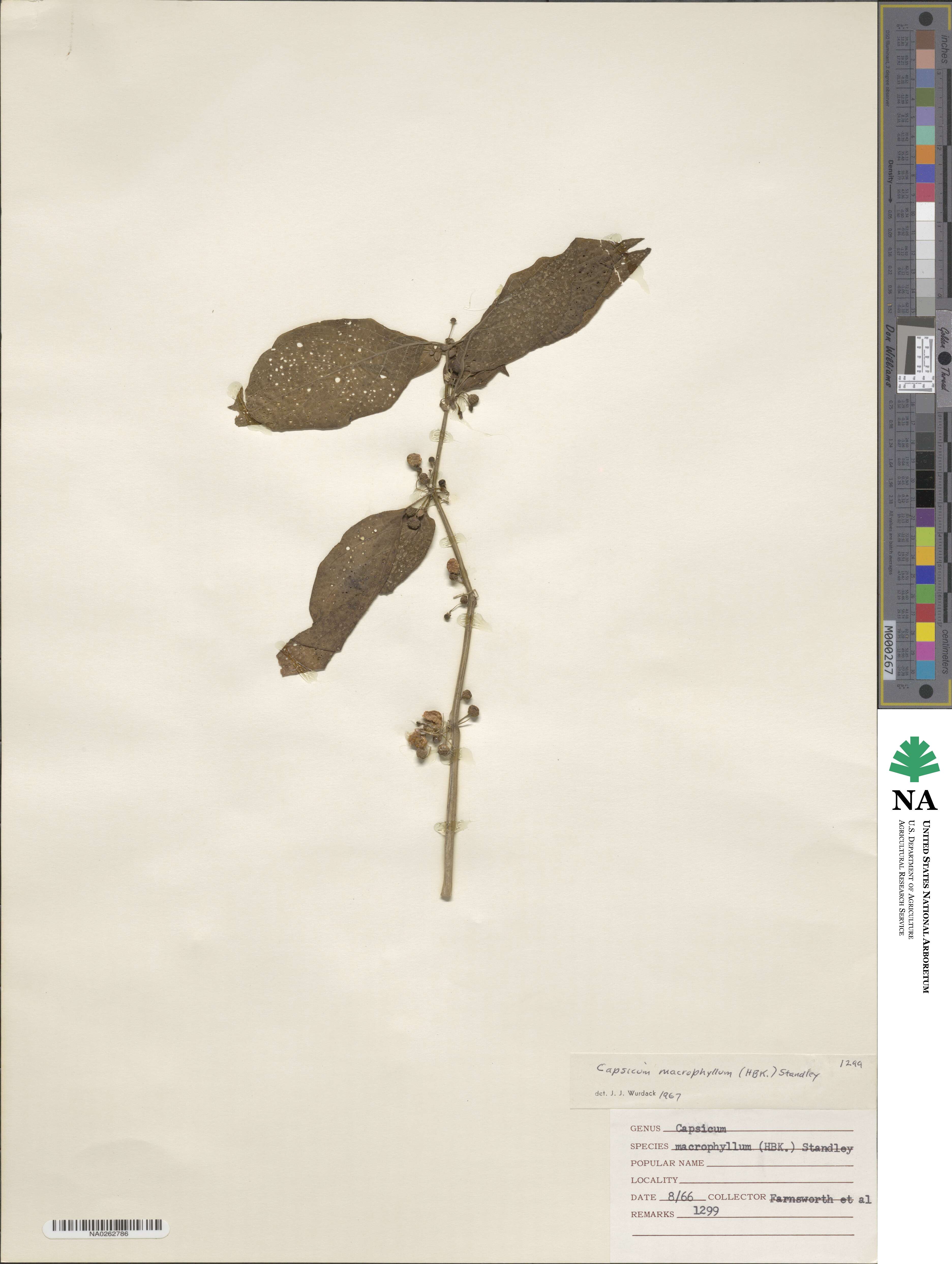 Witheringia asterotricha image