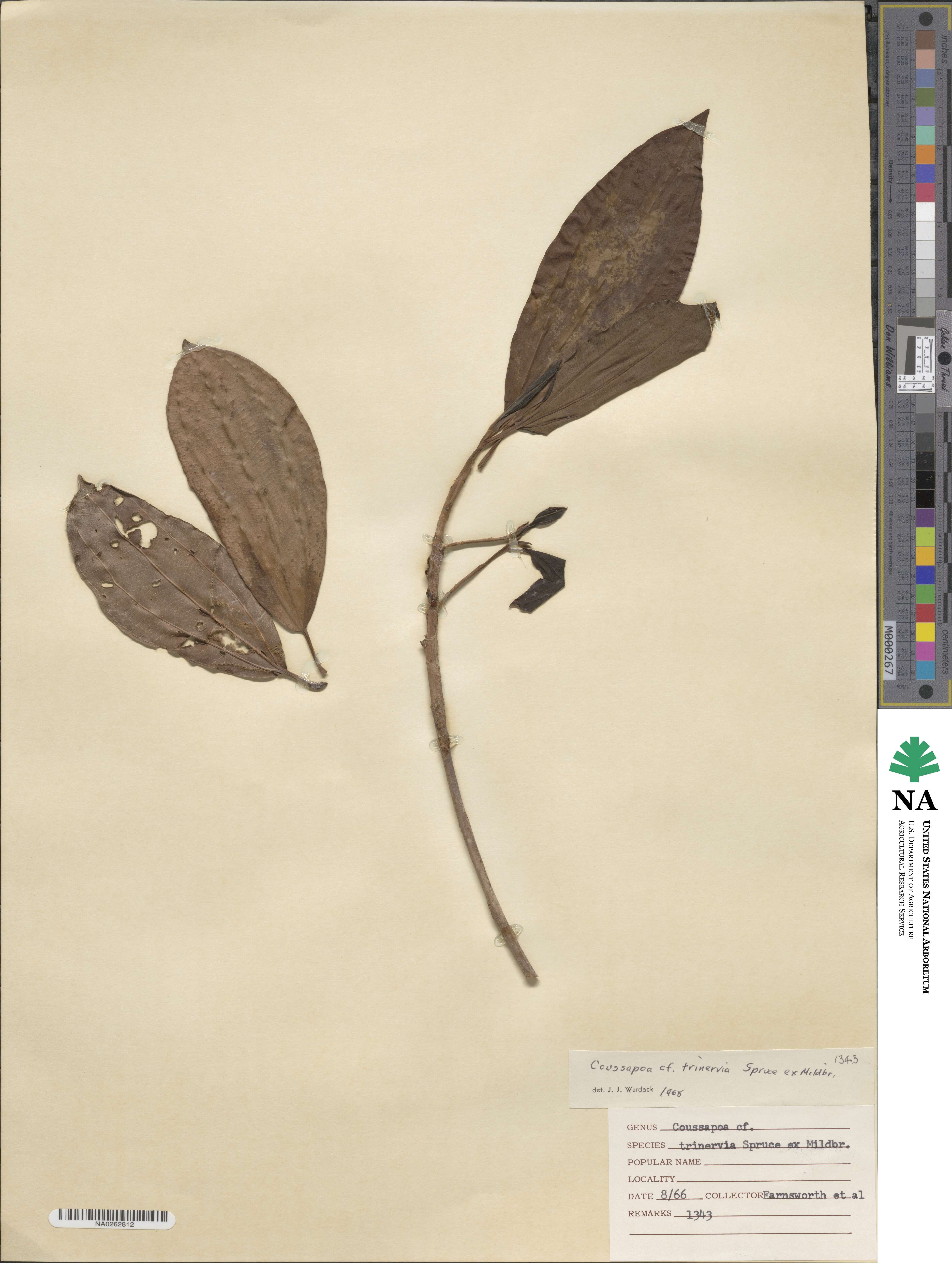Coussapoa trinervia image