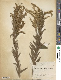 Solidago chilensis image