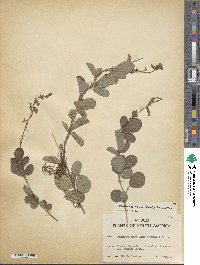 Image of Desmodium incanum