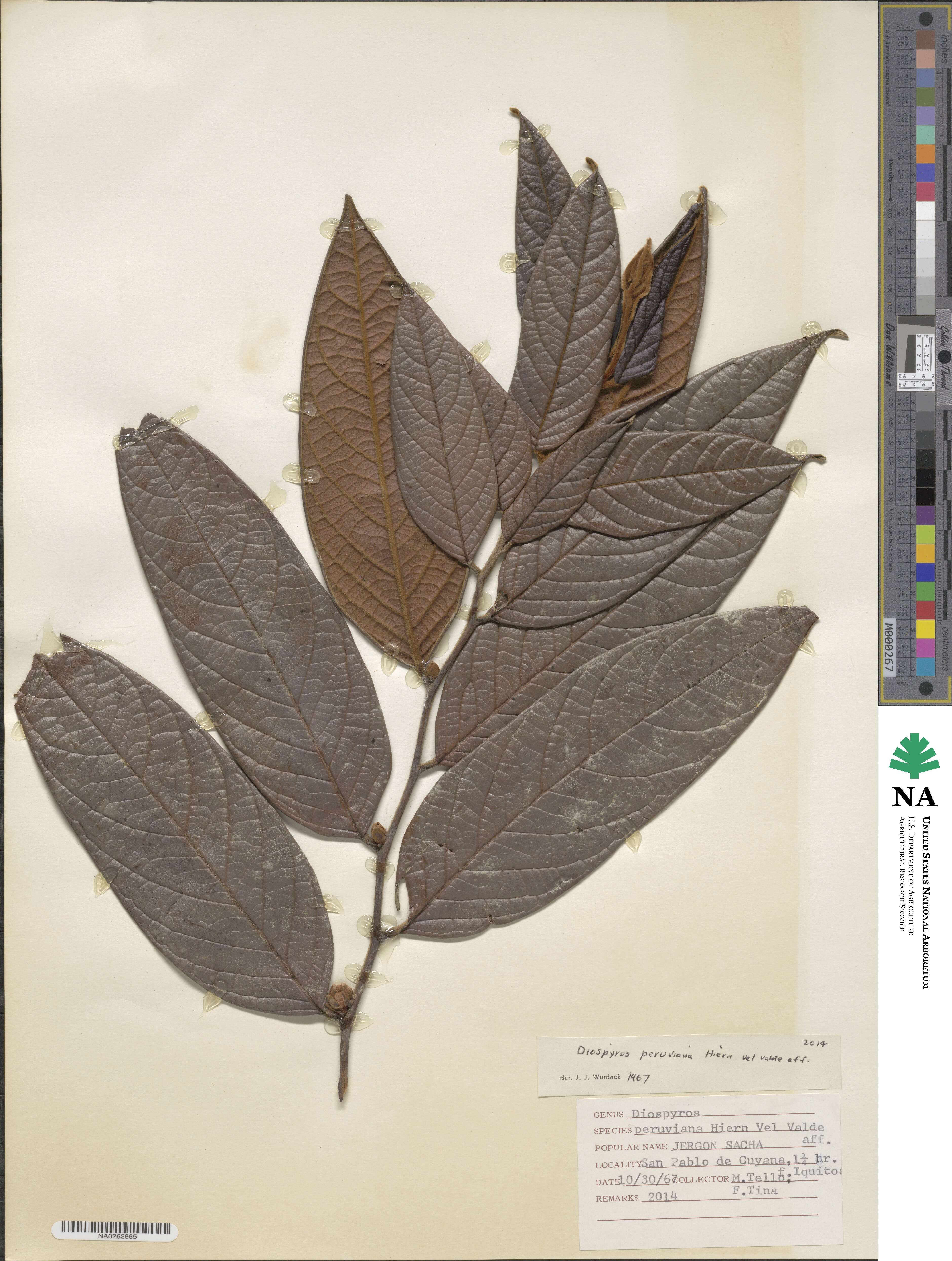 Diospyros artanthifolia image