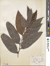 Diospyros artanthifolia image