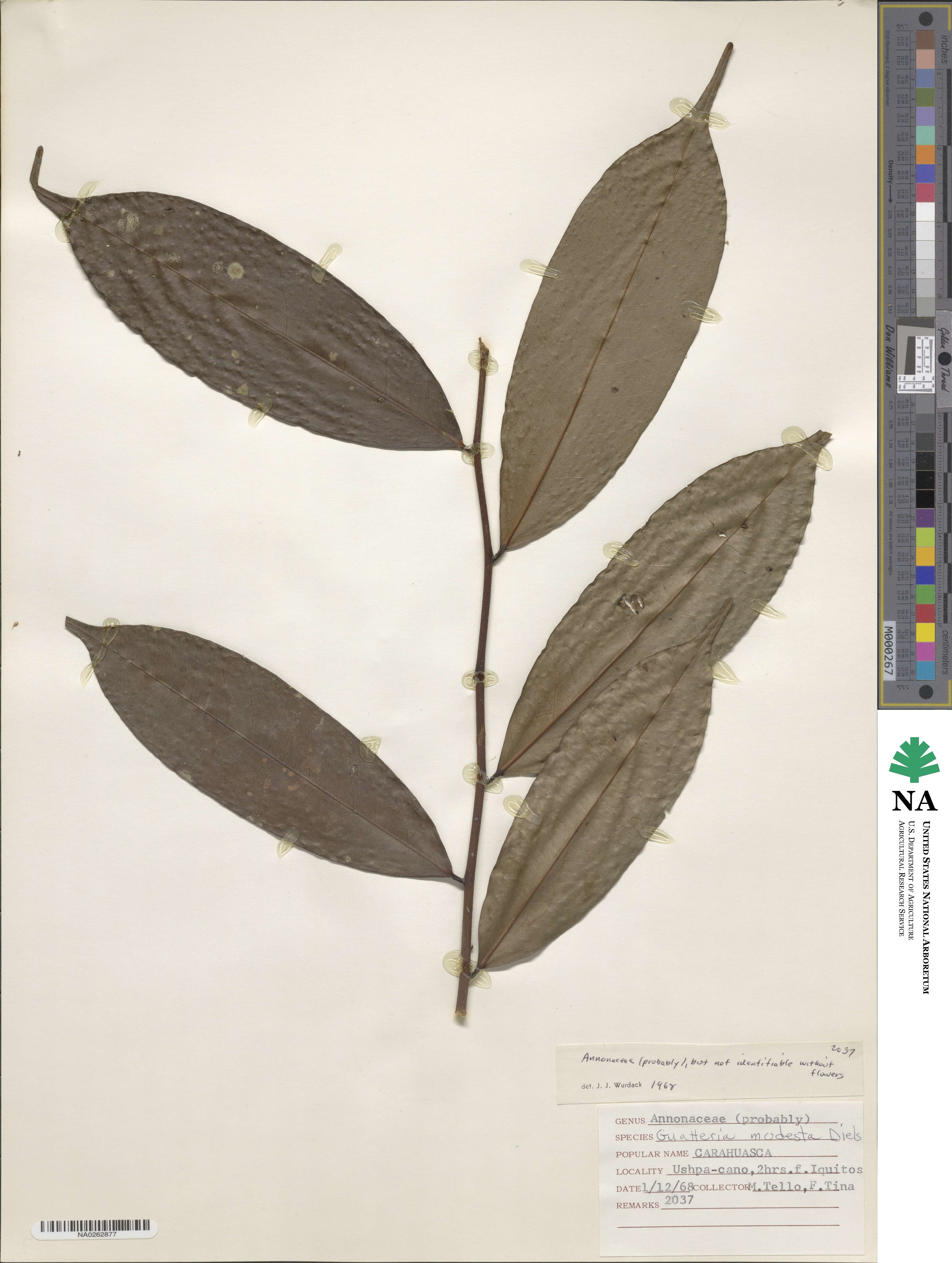 Guatteria image