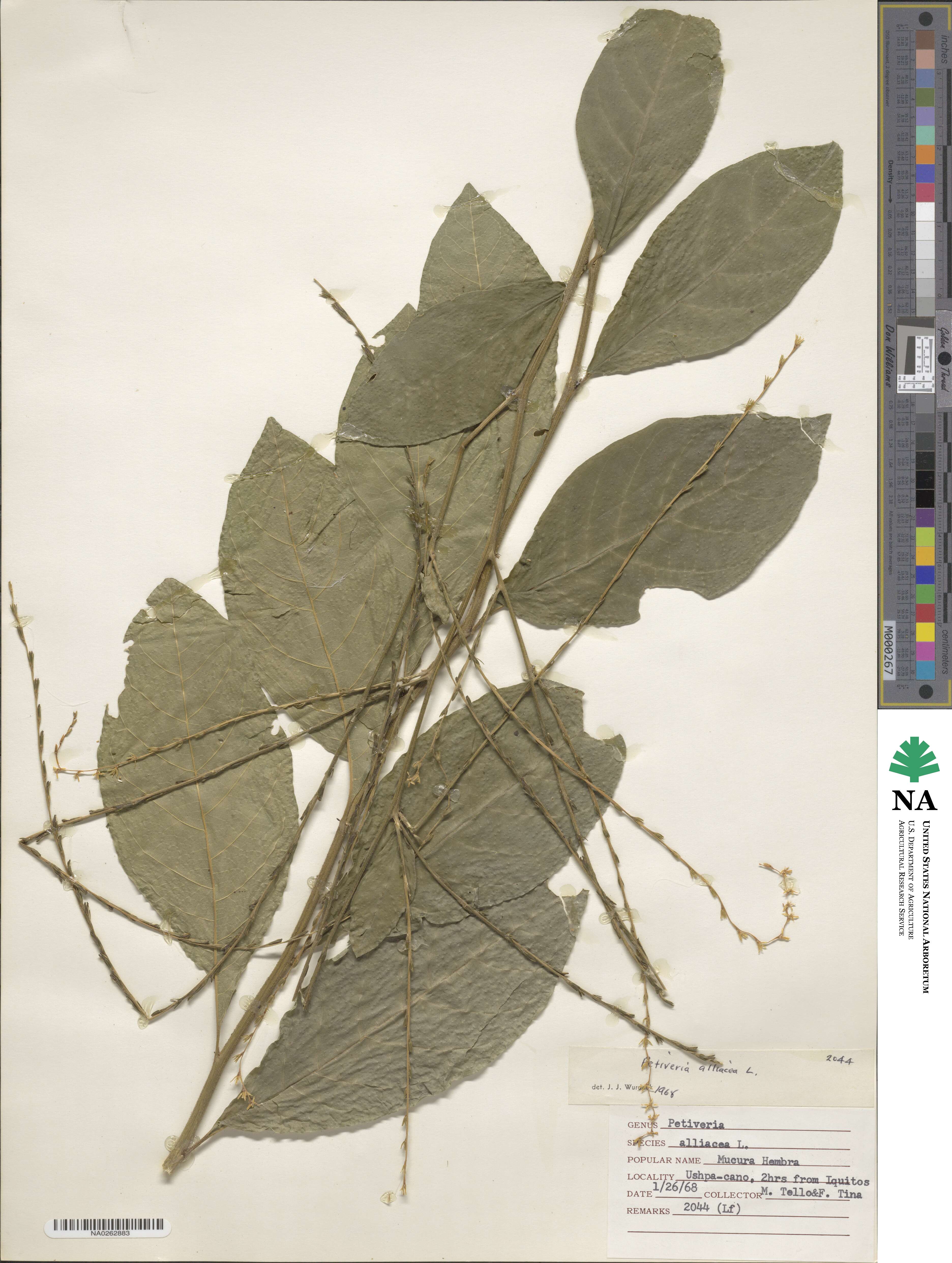 Rivinoideae image
