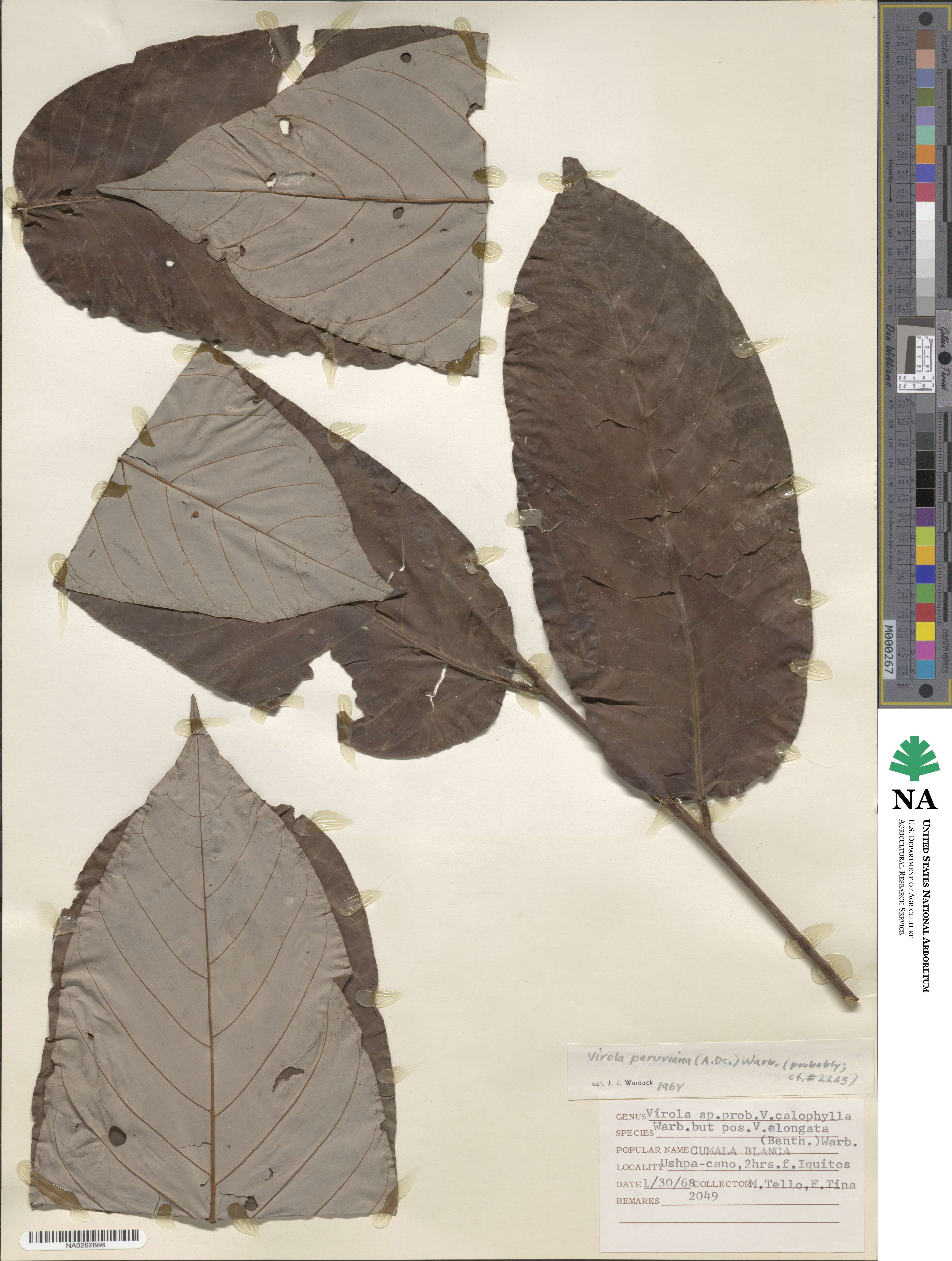 Myristicaceae image