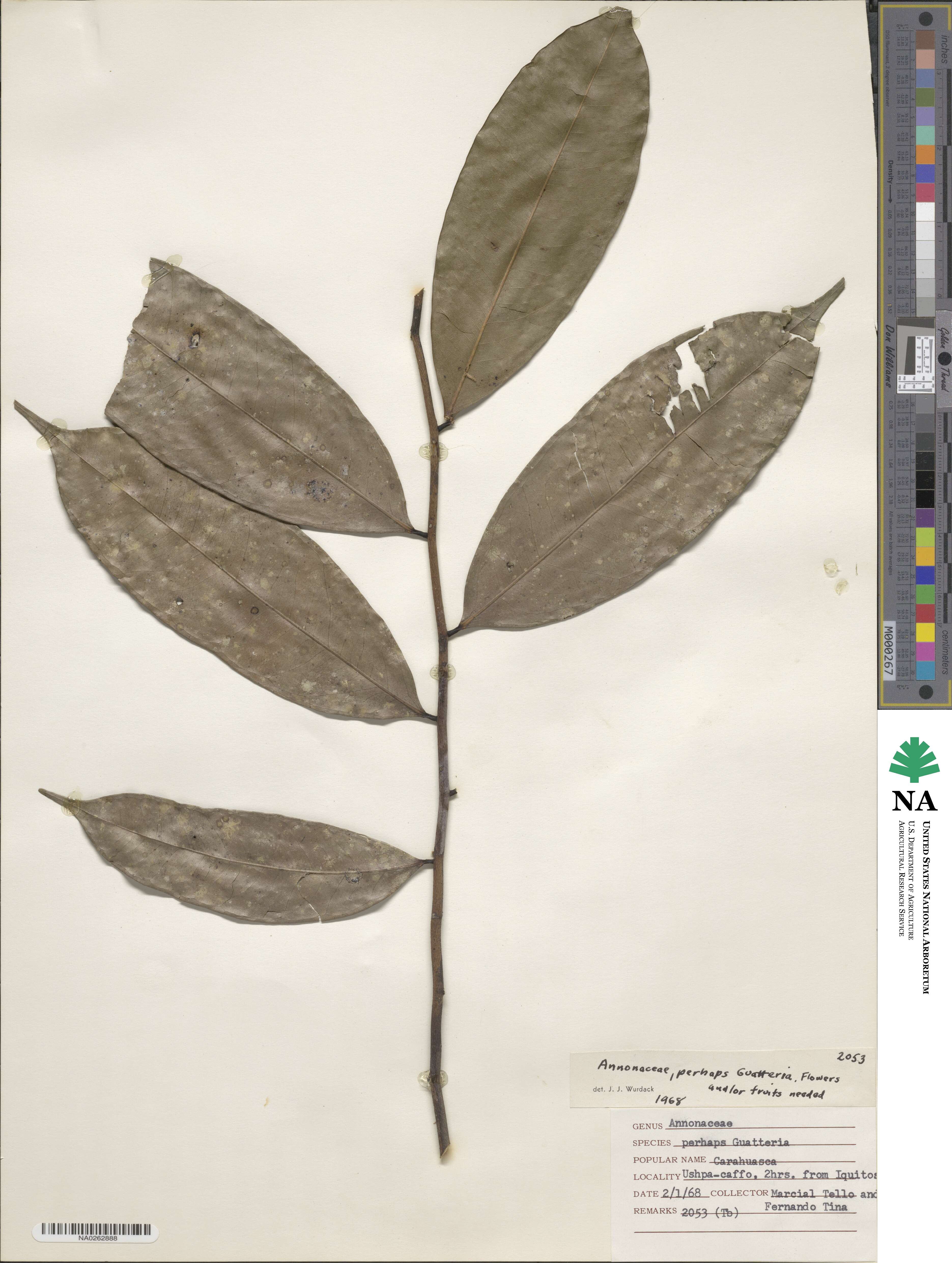Guatteria image