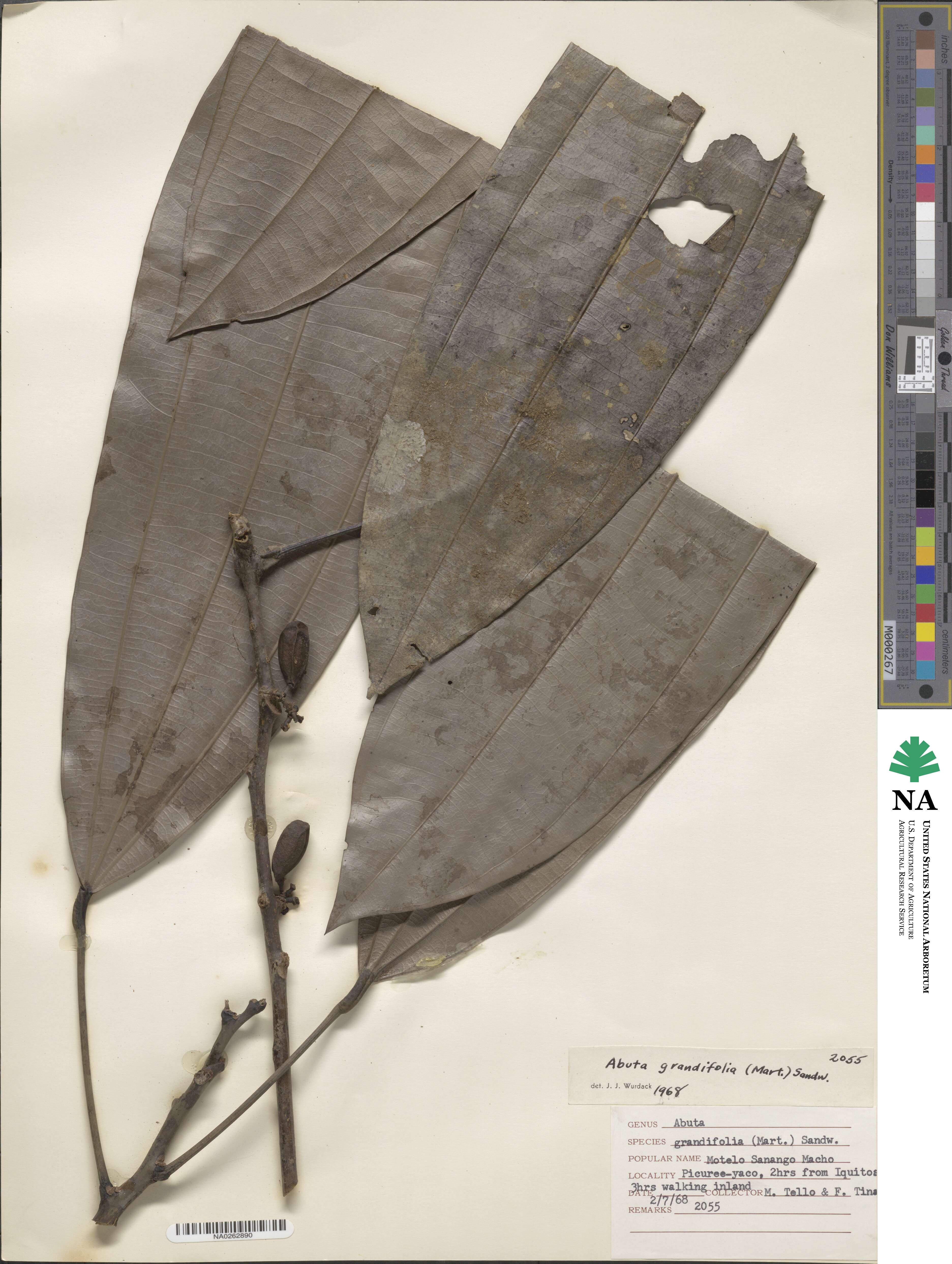 Abuta grandifolia image