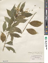 Brunfelsia bonodora image