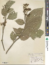 Alternanthera ficoidea image