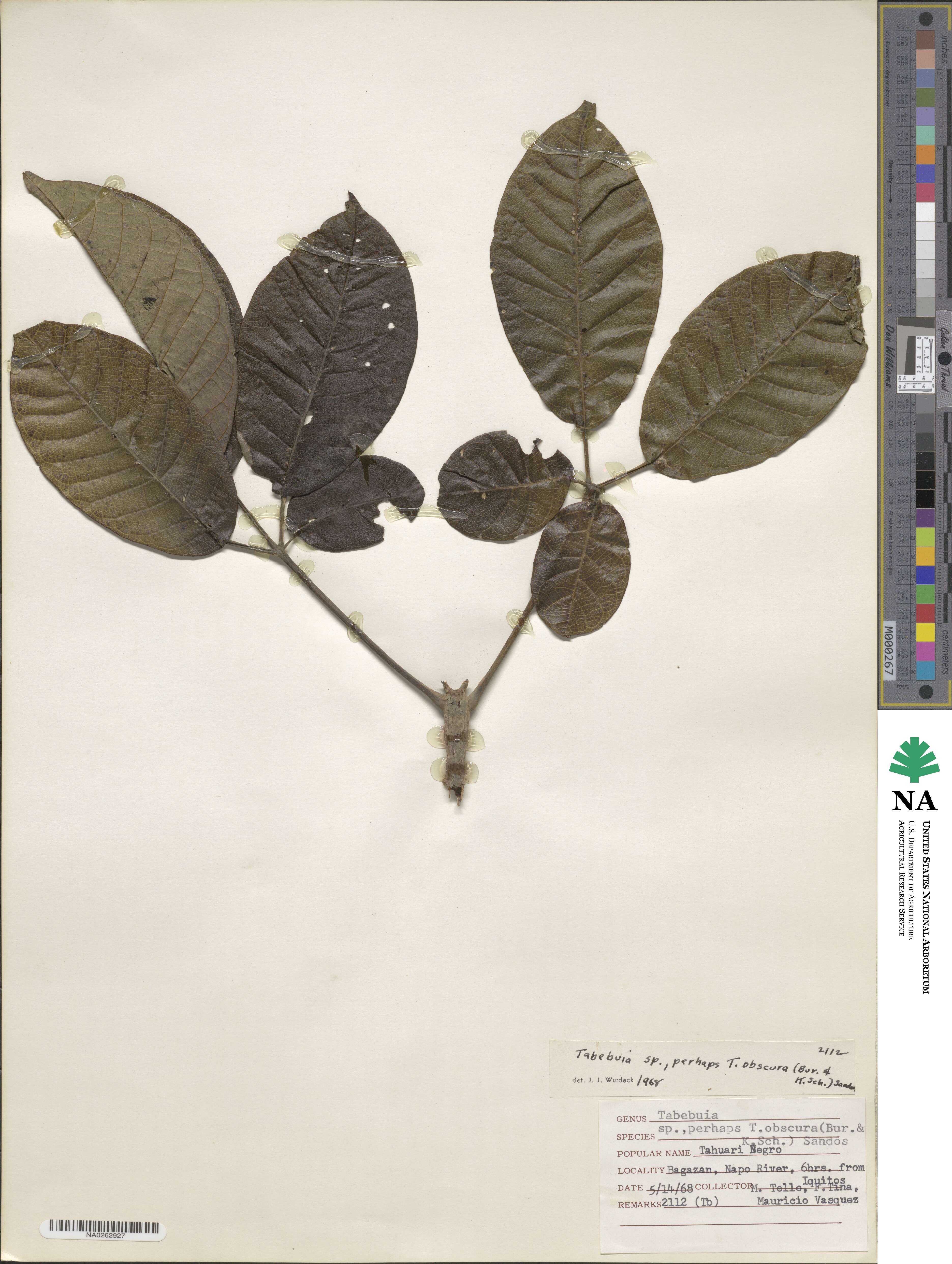 Handroanthus obscurus image