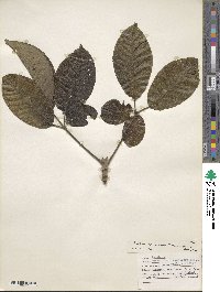 Image of Handroanthus obscurus