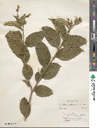 Brunfelsia bonodora image