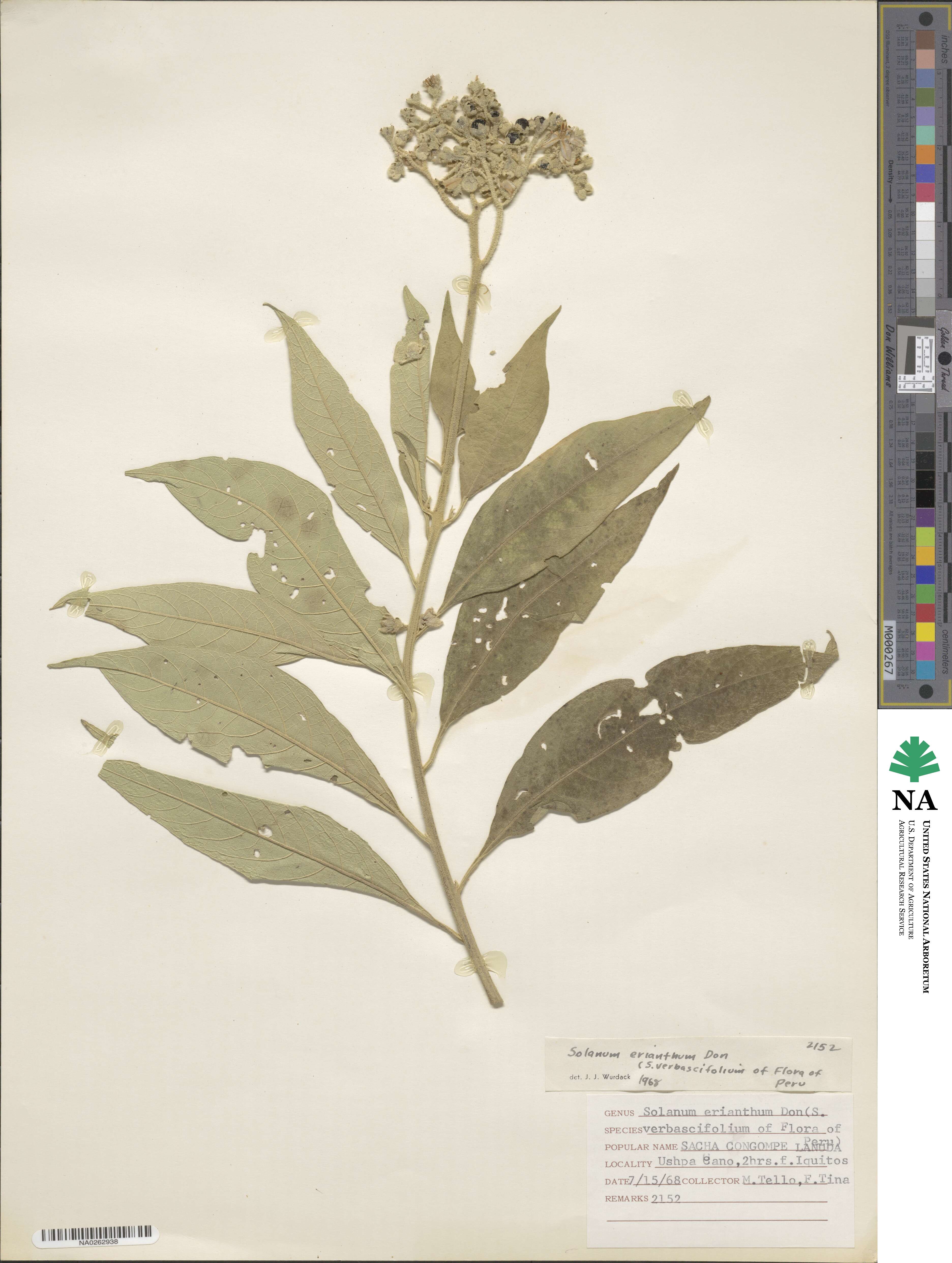 Solanum erianthum image