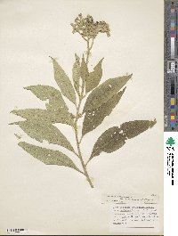 Solanum erianthum image