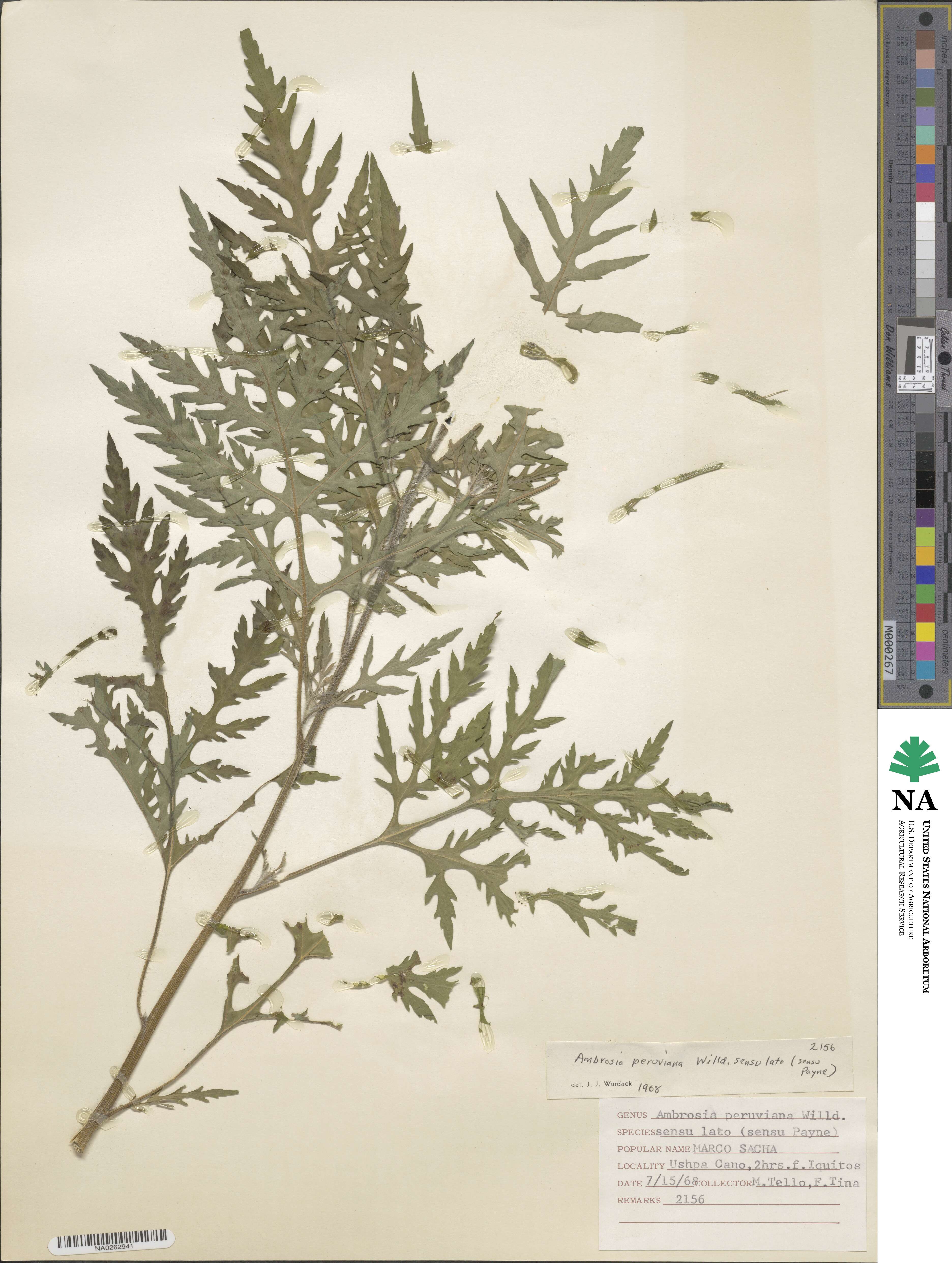 Ambrosia peruviana image
